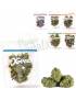 OG KRUNCH 35g | Bombones chocolate con forma de cogollo.