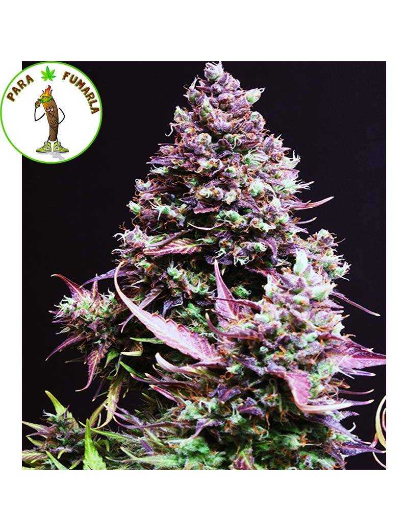 ⇨ Cream Caramel AUTO【Semilla Autofloreciente Sweet Seeds】