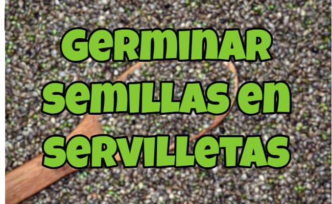 Cómo germinar semillas de marihuana en servilletas de papel